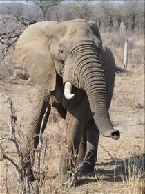 Kruger NP